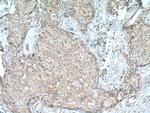 USP34 Antibody in Immunohistochemistry (Paraffin) (IHC (P))