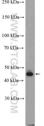 USP34 Antibody in Western Blot (WB)