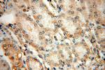 MRPS17 Antibody in Immunohistochemistry (Paraffin) (IHC (P))