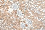 MRPS17 Antibody in Immunohistochemistry (Paraffin) (IHC (P))