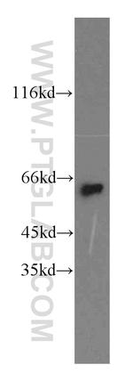 NEURL Antibody in Western Blot (WB)