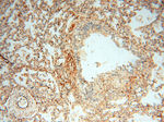 SPZ1 Antibody in Immunohistochemistry (Paraffin) (IHC (P))