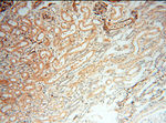 SPZ1 Antibody in Immunohistochemistry (Paraffin) (IHC (P))