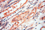 SPZ1 Antibody in Immunohistochemistry (Paraffin) (IHC (P))