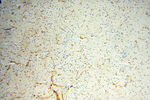 SPZ1 Antibody in Immunohistochemistry (Paraffin) (IHC (P))