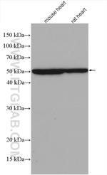 MYOD1 Antibody in Western Blot (WB)