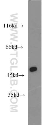 MYOD1 Antibody in Western Blot (WB)