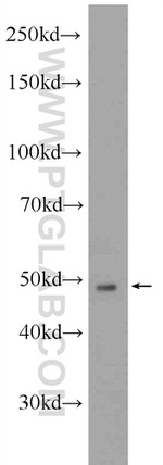 MYOD1 Antibody in Western Blot (WB)