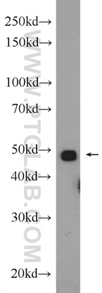 MYOD1 Antibody in Western Blot (WB)