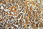 OCT2 Antibody in Immunohistochemistry (Paraffin) (IHC (P))