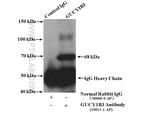 GUCY1B3 Antibody in Immunoprecipitation (IP)