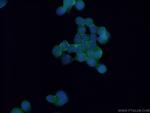 P2RX5 Antibody in Immunocytochemistry (ICC/IF)