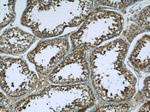 ARSA Antibody in Immunohistochemistry (Paraffin) (IHC (P))