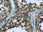 ARSA Antibody in Immunohistochemistry (Paraffin) (IHC (P))