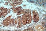 ARSA Antibody in Immunohistochemistry (Paraffin) (IHC (P))