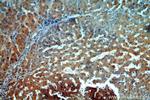 ALPK1 Antibody in Immunohistochemistry (Paraffin) (IHC (P))