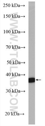 COSMC Antibody in Western Blot (WB)