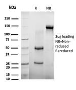 AGO3 (Argonaute-3)/eIF2C3 Antibody in SDS-PAGE (SDS-PAGE)