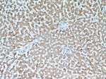 NUP85 Antibody in Immunohistochemistry (Paraffin) (IHC (P))