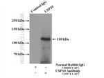 USP10 Antibody in Immunoprecipitation (IP)