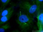 ADCY3 Antibody in Immunocytochemistry (ICC/IF)