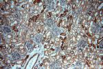 ADCY3 Antibody in Immunohistochemistry (Paraffin) (IHC (P))