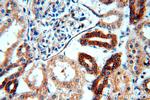 ADCY3 Antibody in Immunohistochemistry (Paraffin) (IHC (P))