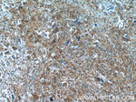 FUT4 Antibody in Immunohistochemistry (Paraffin) (IHC (P))