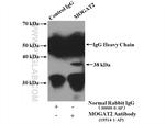 MOGAT2 Antibody in Immunoprecipitation (IP)