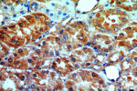 ATP6V1G3 Antibody in Immunohistochemistry (Paraffin) (IHC (P))