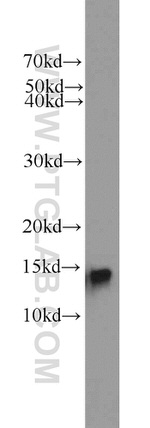 ATP6V1G3 Antibody in Western Blot (WB)