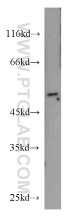 RUNX1 (N-terminal) Antibody in Western Blot (WB)