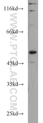 RUNX1 (N-terminal) Antibody in Western Blot (WB)