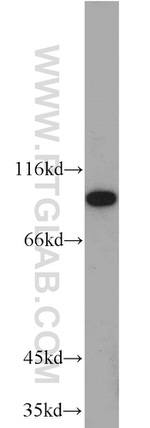 EIF2C1 Antibody in Western Blot (WB)