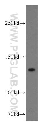 LAMC2 Antibody in Western Blot (WB)