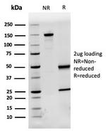 Fetuin/AHSG (alpha 2-HS glycoprotein) Antibody in SDS-PAGE (SDS-PAGE)