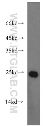 Urocortin Antibody in Western Blot (WB)