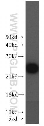 Urocortin Antibody in Western Blot (WB)