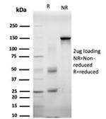 EIF4E Antibody in SDS-PAGE (SDS-PAGE)