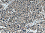 ATP7B Antibody in Immunohistochemistry (Paraffin) (IHC (P))