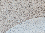 ATP7B Antibody in Immunohistochemistry (Paraffin) (IHC (P))