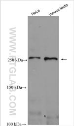 ATR Antibody in Western Blot (WB)