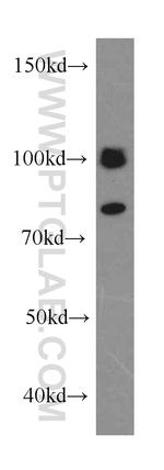 CALCOCO1 Antibody in Western Blot (WB)