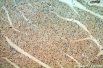 C14orf166 Antibody in Immunohistochemistry (Paraffin) (IHC (P))