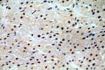 C14orf166 Antibody in Immunohistochemistry (Paraffin) (IHC (P))