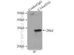 C14orf166 Antibody in Immunoprecipitation (IP)