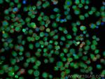 C14orf166 Antibody in Immunocytochemistry (ICC/IF)