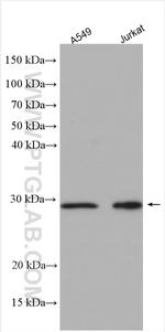 C14orf166 Antibody in Western Blot (WB)