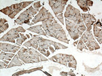 TMSB4X Antibody in Immunohistochemistry (Paraffin) (IHC (P))