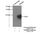 TMSB4X Antibody in Immunoprecipitation (IP)